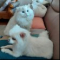 https://rlcnf.net/data/member_image/ka/kakao_8fd908cc.gif